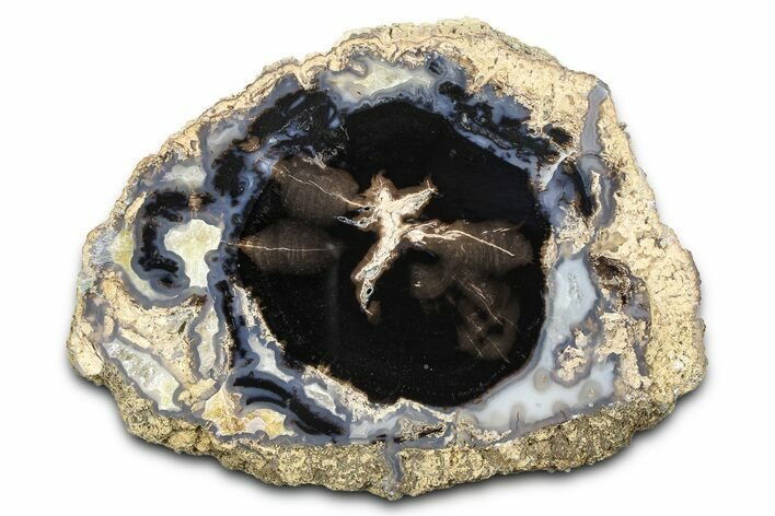 Petrified Wood (Schinoxylon) End-Cut - Blue Forest, Wyoming #377960